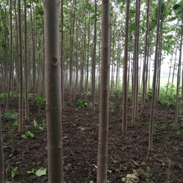 泡桐