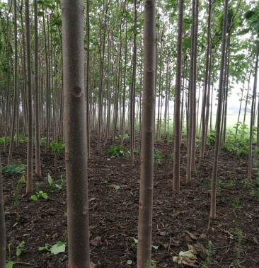 [泡桐批发]泡桐价格50.00元/棵 - 一亩田