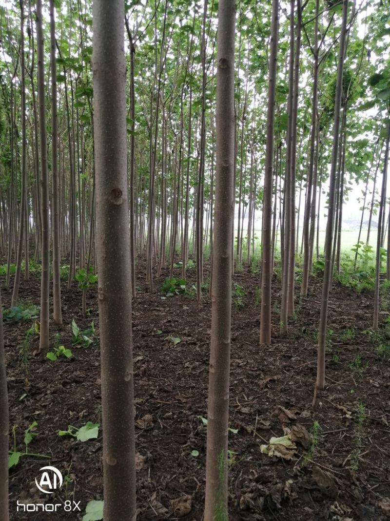 泡桐
