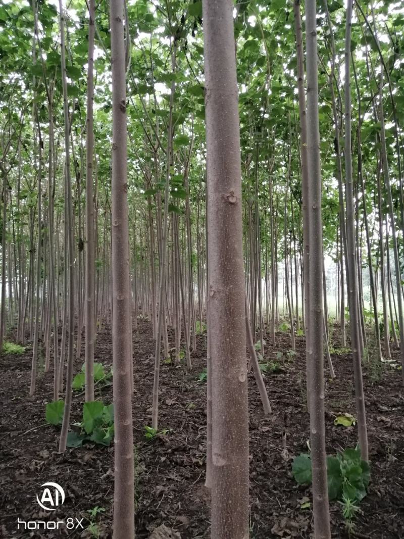 泡桐