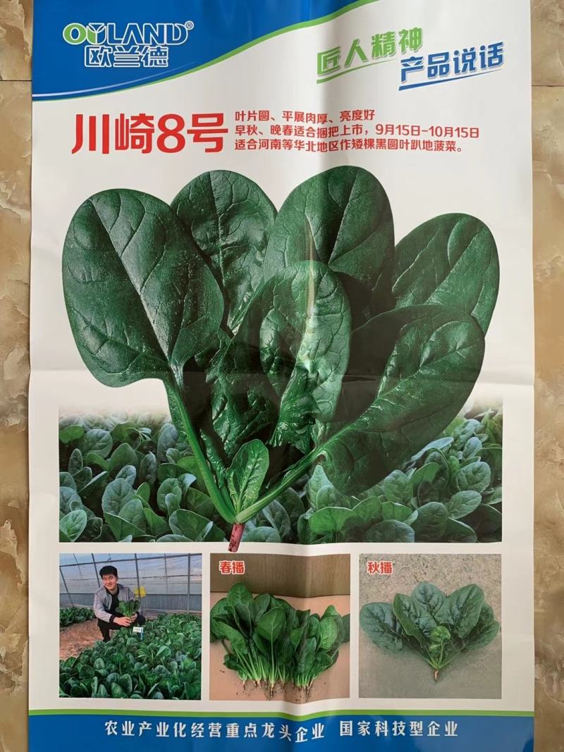 欧兰德川崎8号黑圆叶菠菜种子深绿趴地菠菜春秋露地越冬