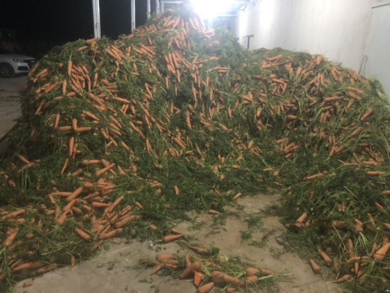 精品秧苗水洗红萝卜需要的联系