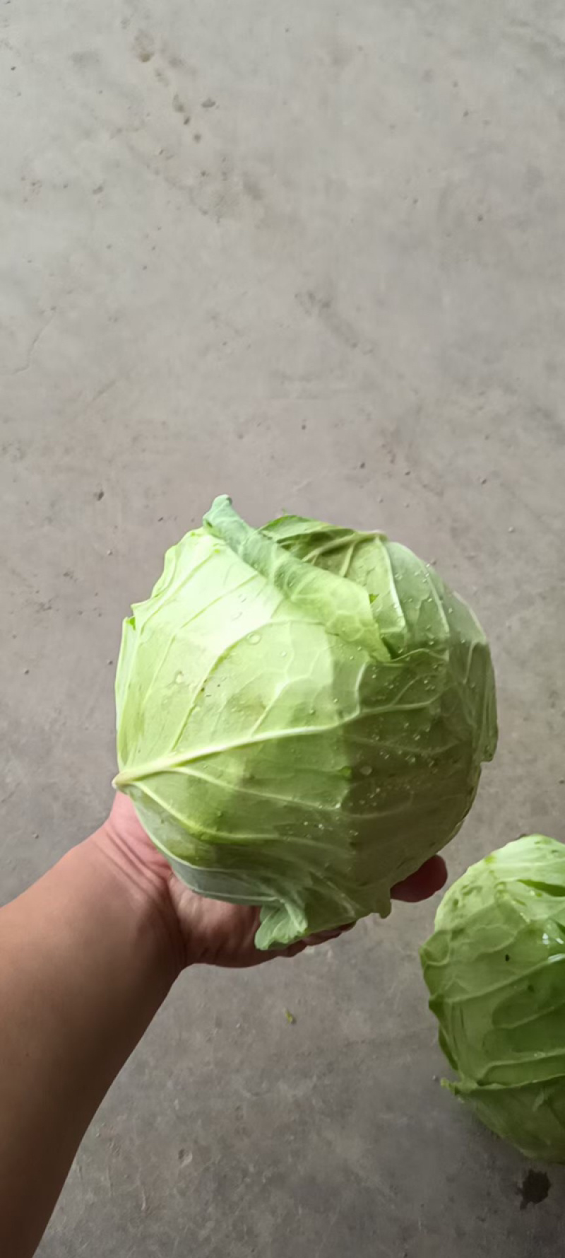 精品甘蓝，需要的可以联系