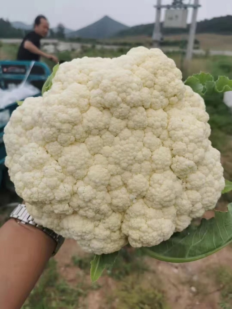 精品松花菜需要的联系啊