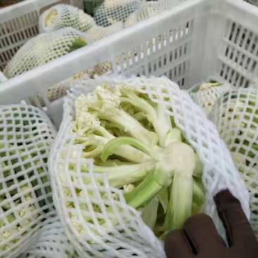 精品松花菜需要的联系啊