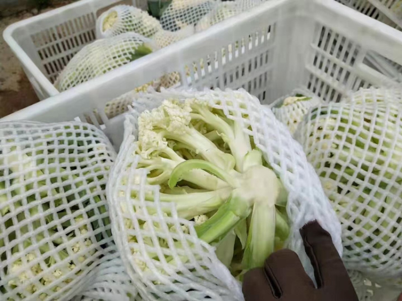 精品松花菜需要的联系啊