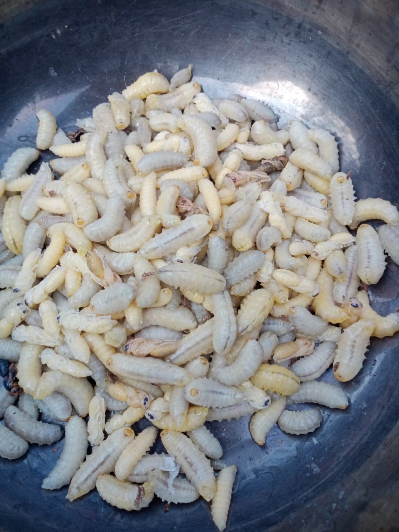 贵州大方县蜂蛹，鲜活油炸，水分足干金黄香脆每袋一斤装包邮