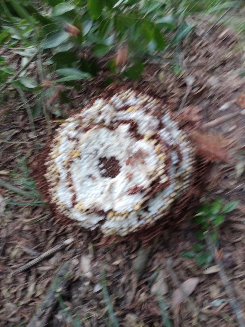 贵州大方县蜂蛹，鲜活油炸，水分足干金黄香脆每袋一斤装包邮