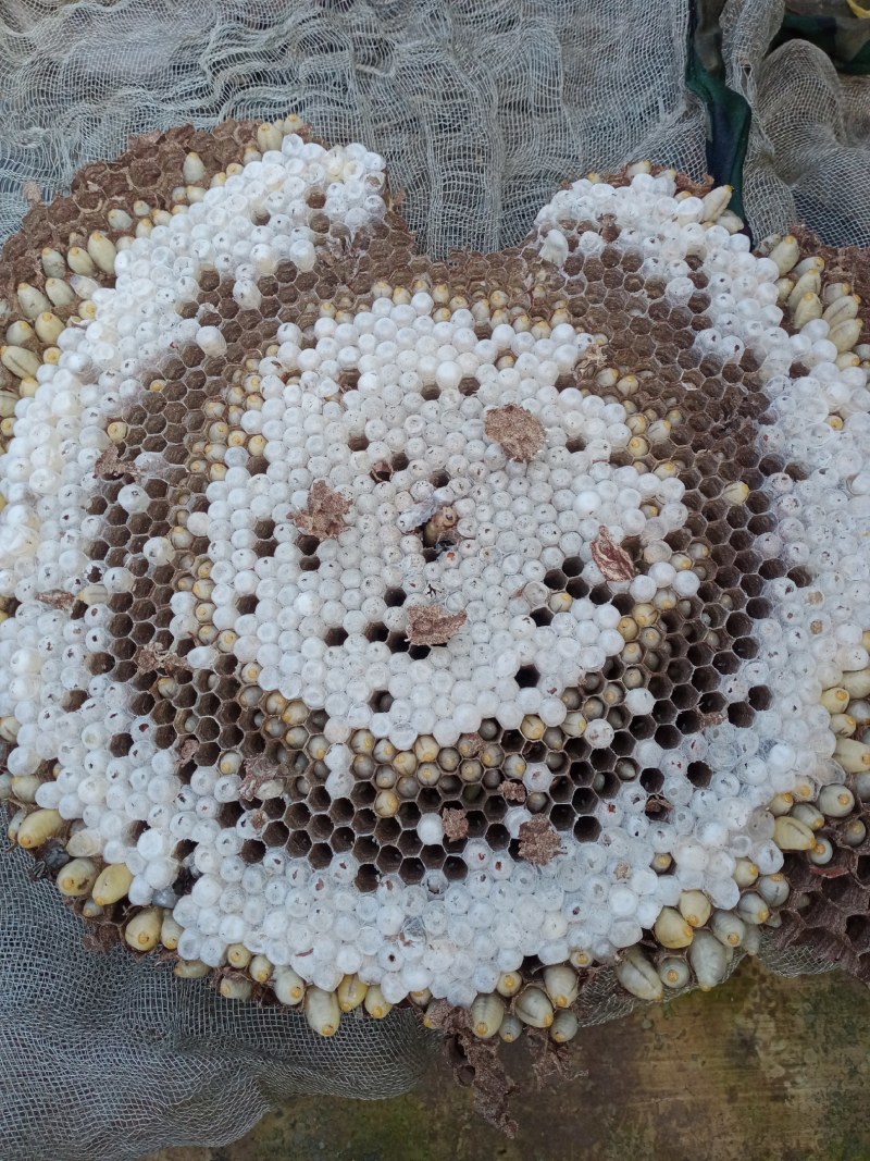 贵州大方县蜂蛹，鲜活油炸，水分足干金黄香脆每袋一斤装包邮