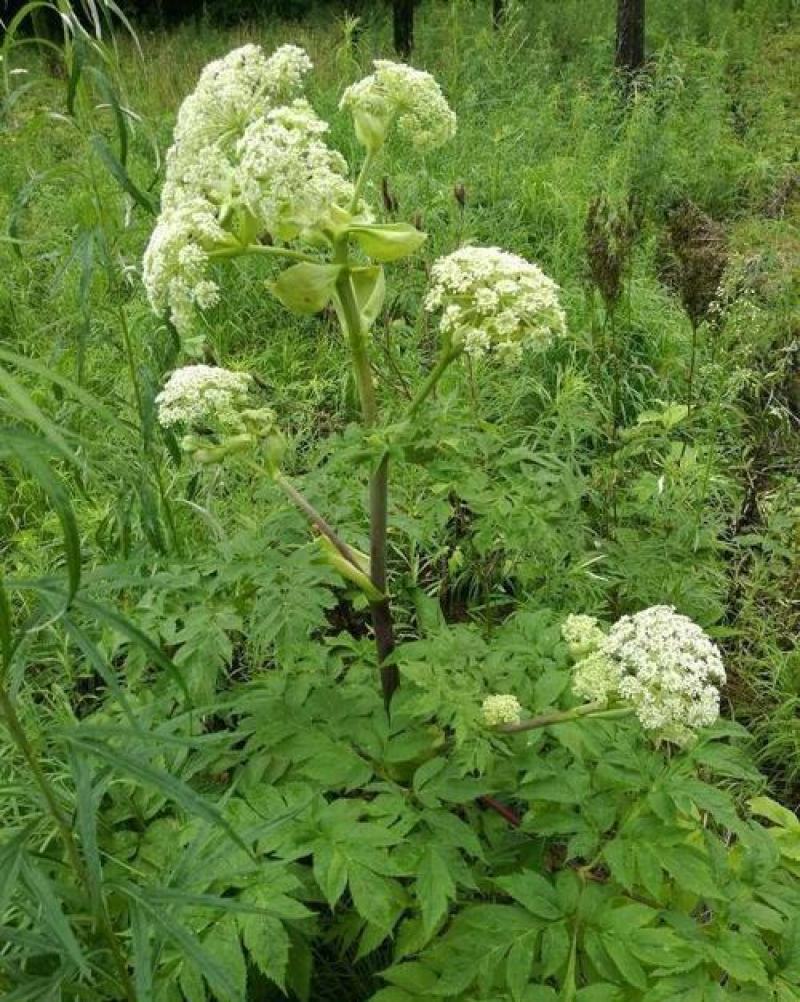 独活种子中药独活干独活批发独活草药独活药材