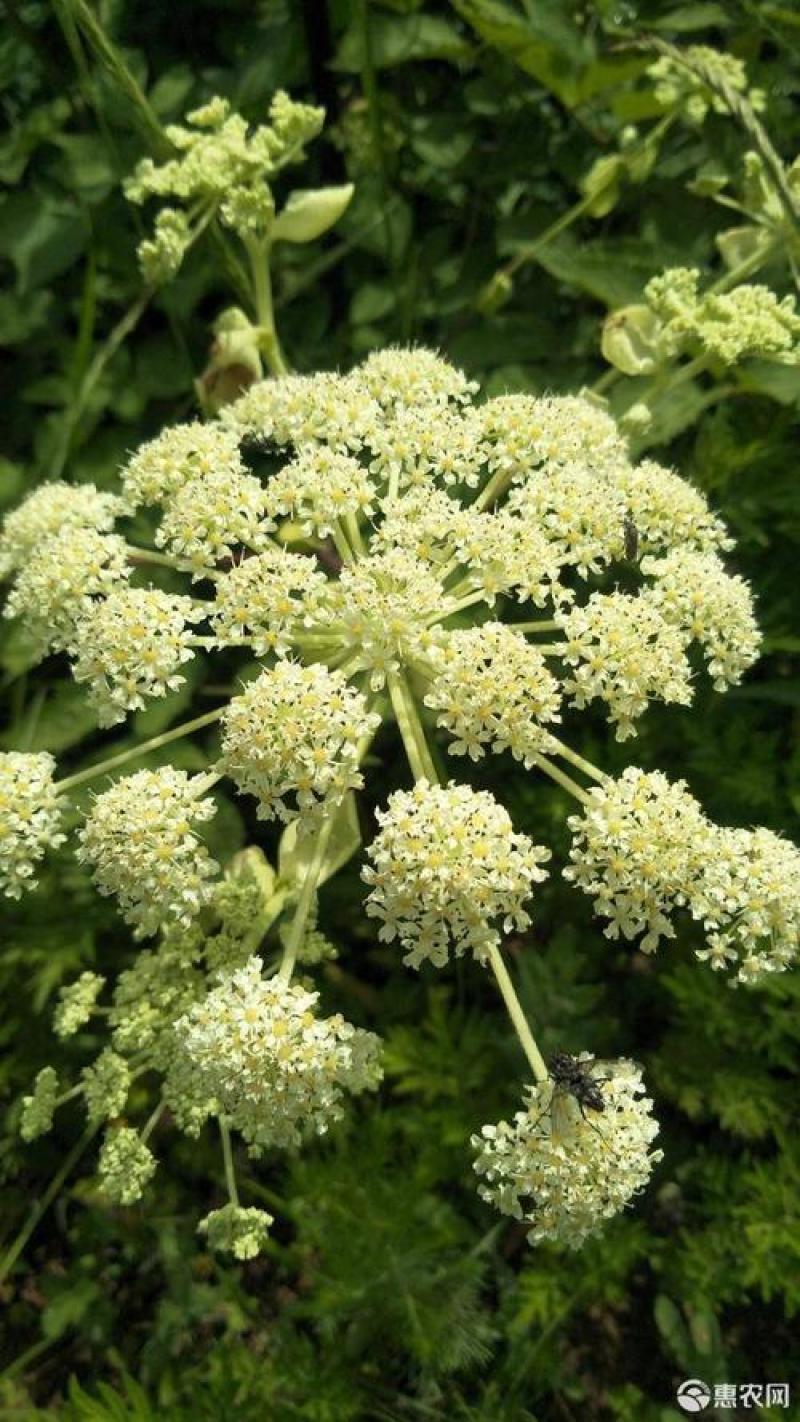 独活种子中药独活干独活批发独活草药独活药材