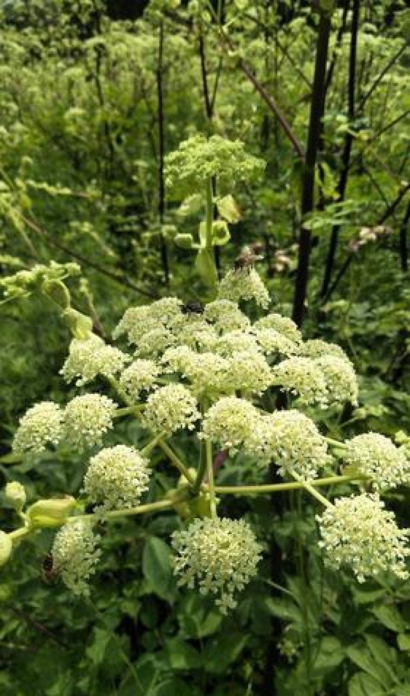 独活种子中药独活干独活批发独活草药独活药材