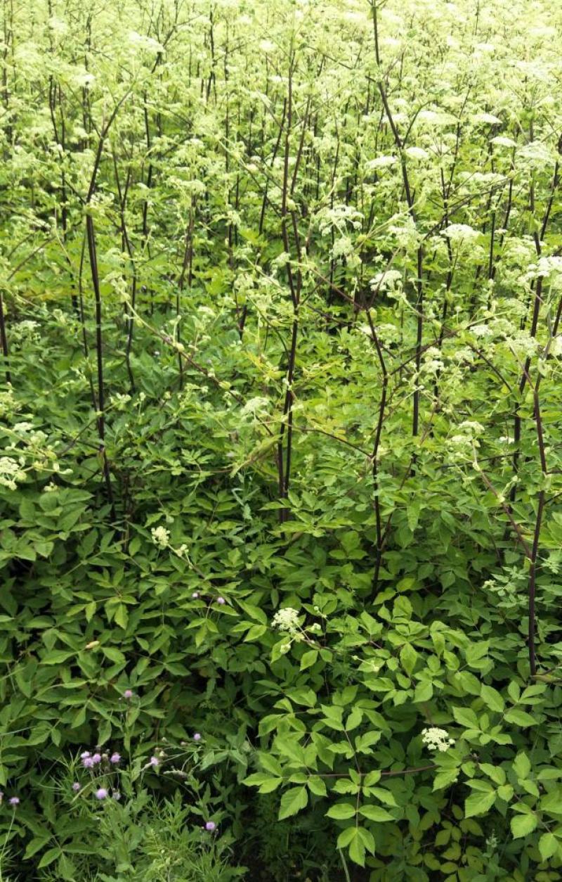 独活种子中药独活干独活批发独活草药独活药材