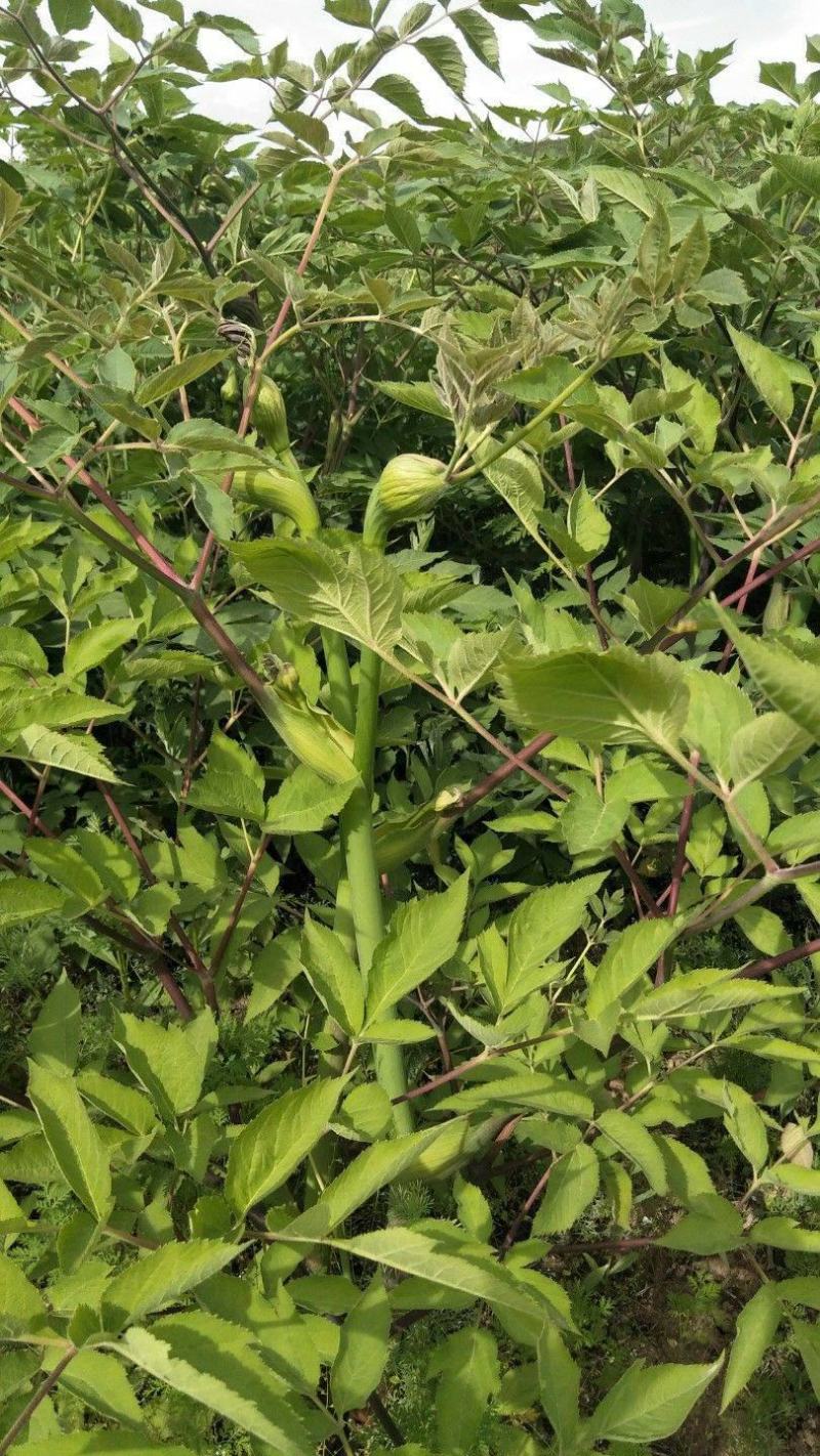 独活种子中药独活干独活批发独活草药独活药材