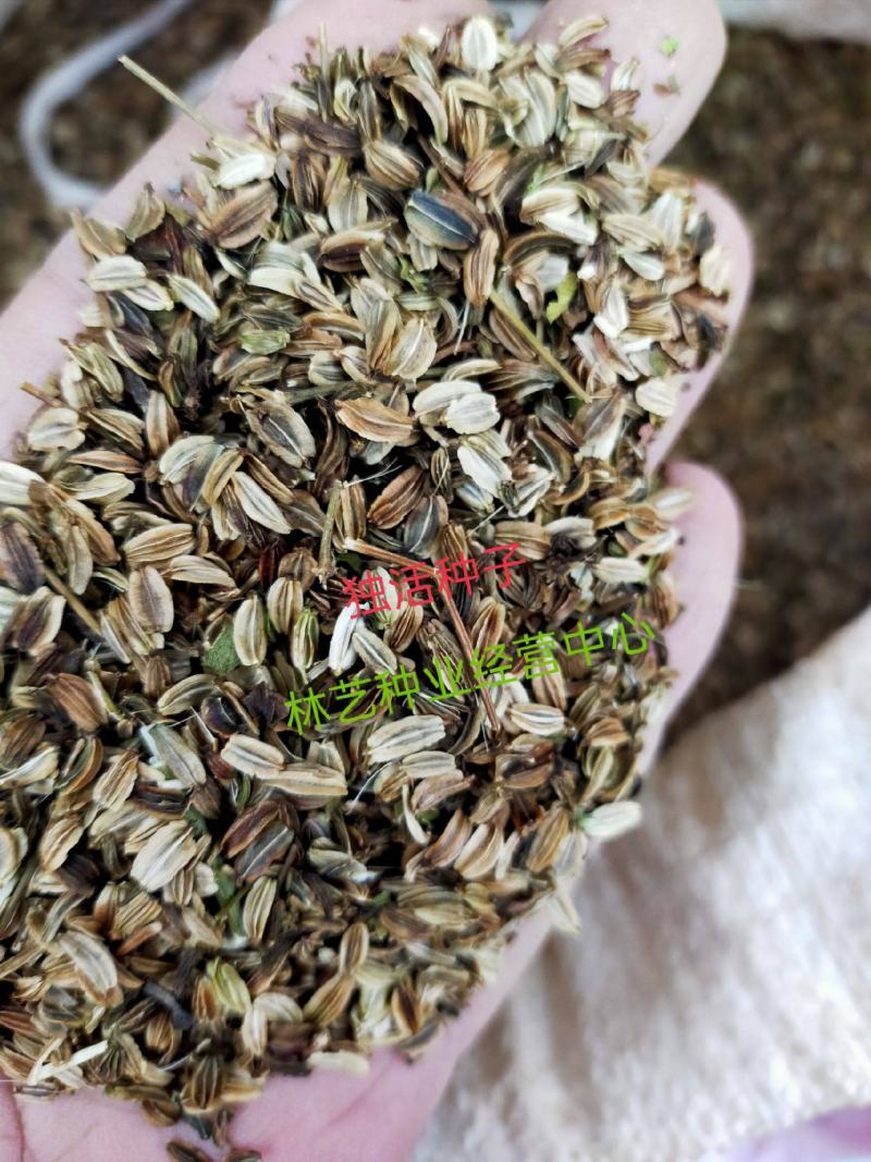 独活种子中药独活干独活批发独活草药独活药材