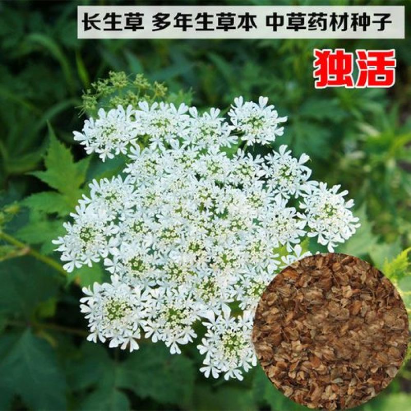 独活种子中药独活干独活批发独活草药独活药材