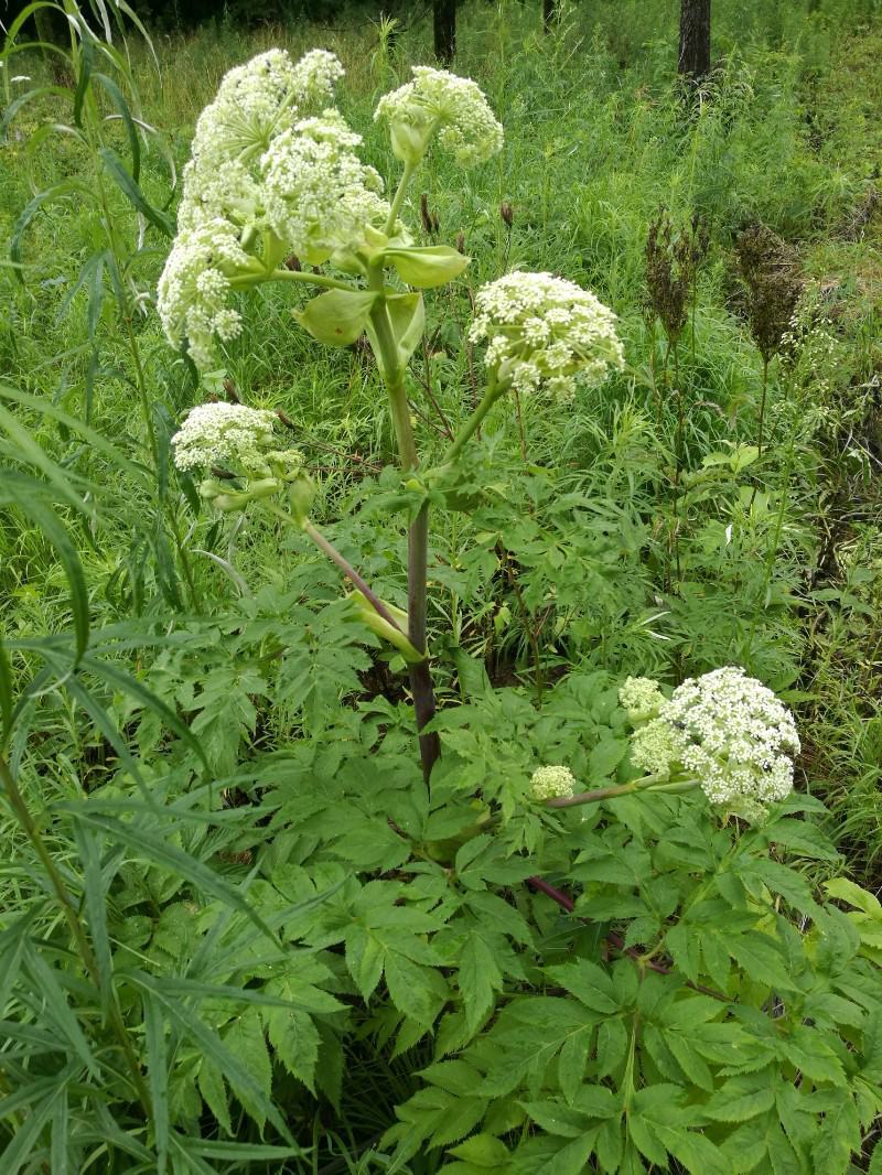 独活种子中药独活干独活批发独活草药独活药材