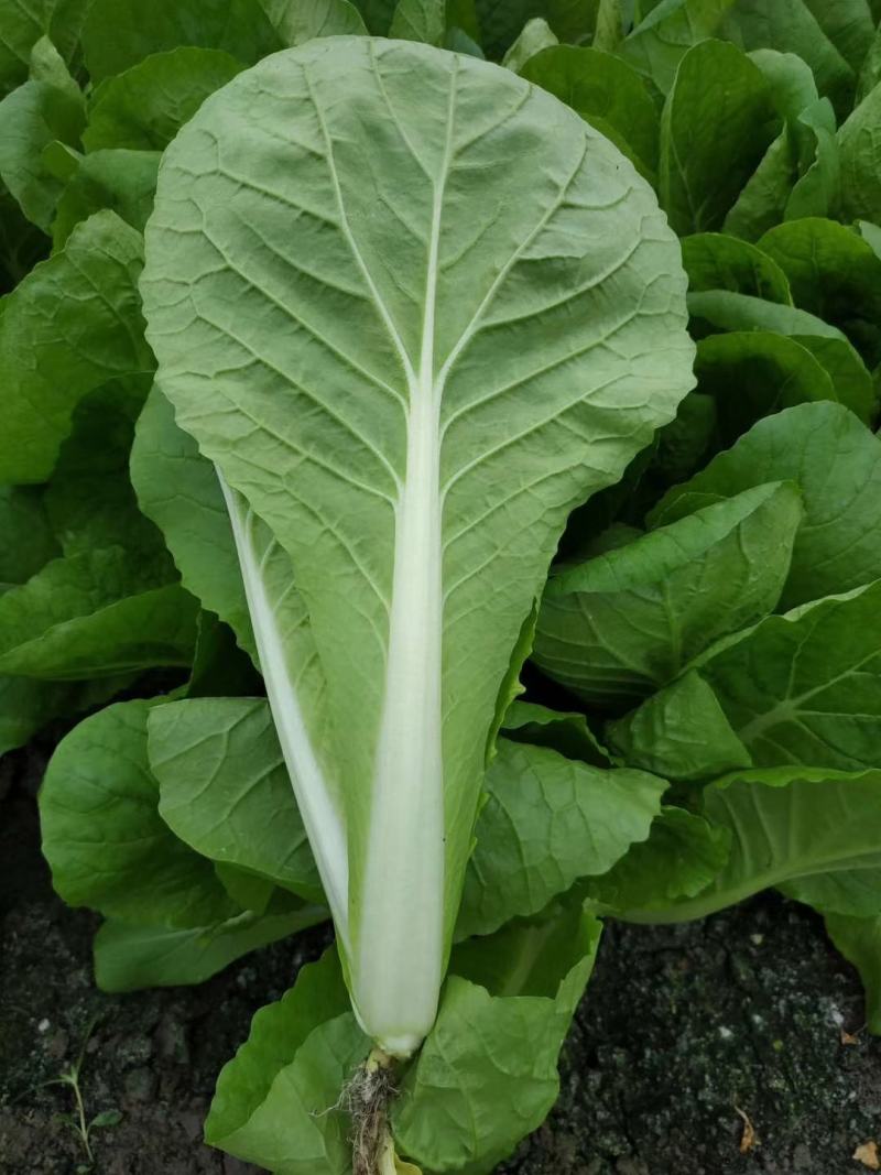 大棚小白菜