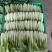 大棚小白菜