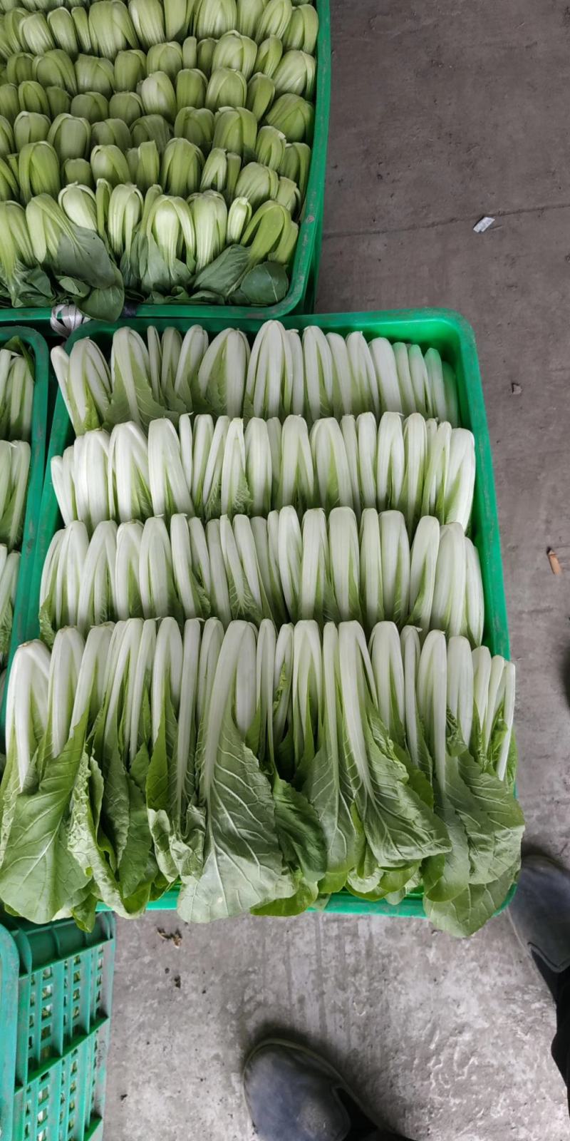 大棚小白菜