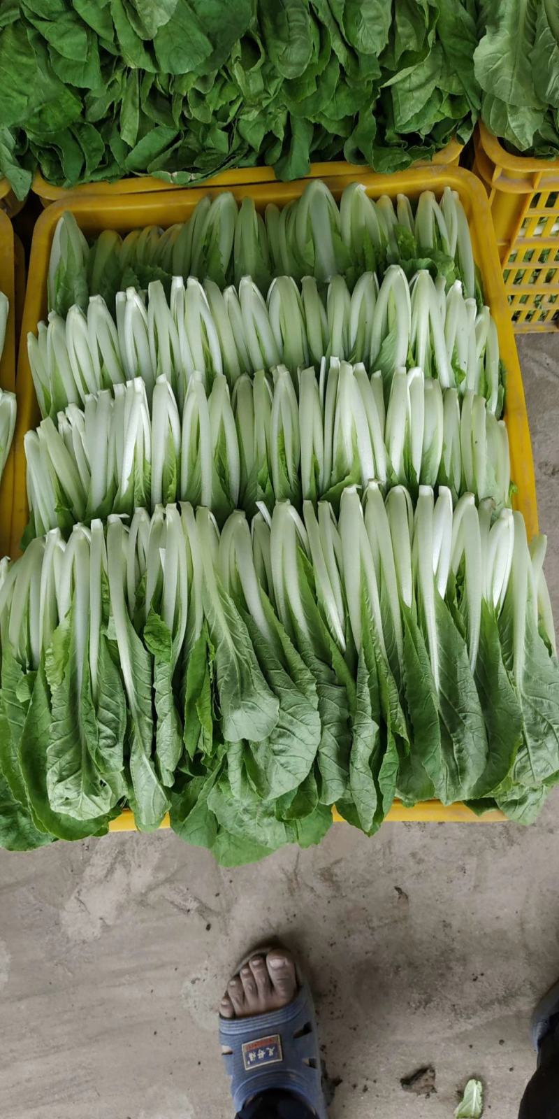 大棚小白菜