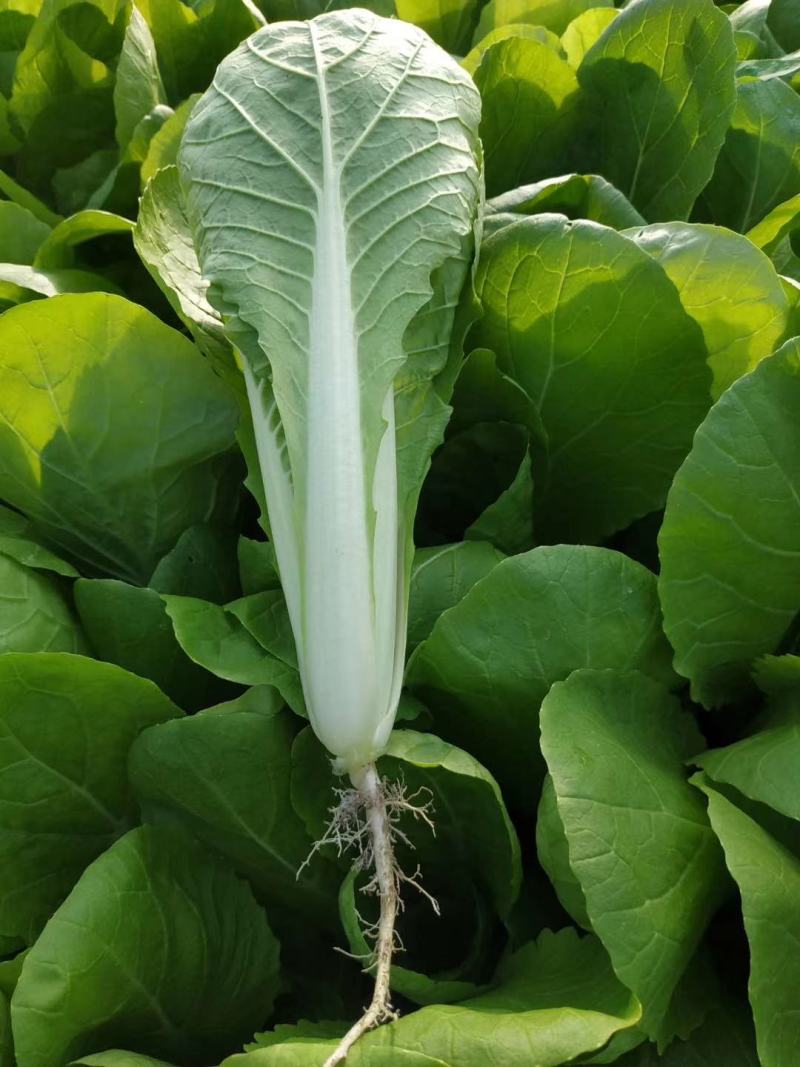 大棚小白菜