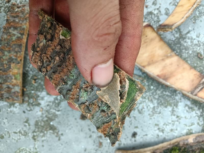 泡桐树皮，新鲜采，新鲜晒，靓货！！需要的朋友老板联系我