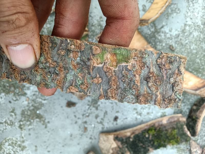 泡桐树皮，新鲜采，新鲜晒，靓货！！需要的朋友老板联系我