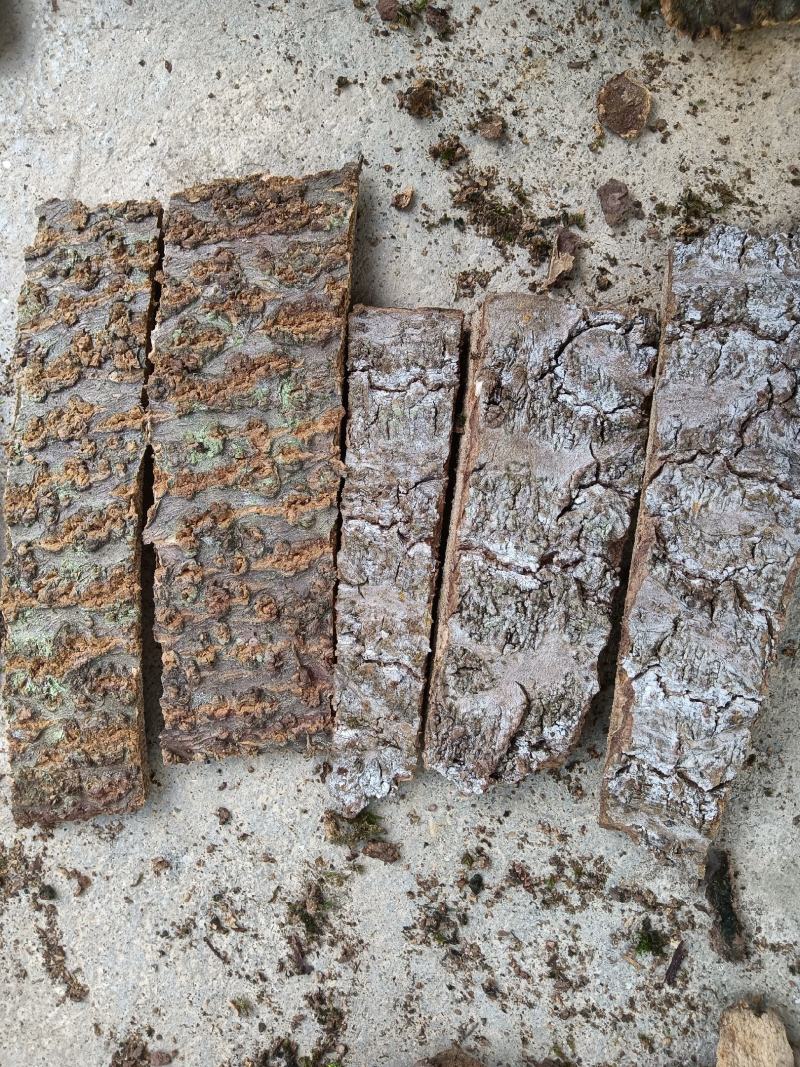 泡桐树皮，新鲜采，新鲜晒，靓货！！需要的朋友老板联系我