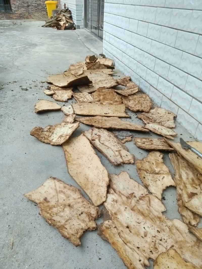 泡桐树皮，新鲜采，新鲜晒，靓货！！需要的朋友老板联系我