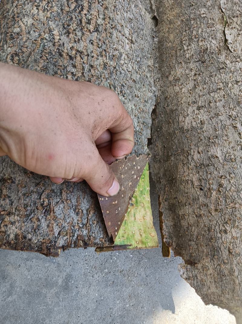 泡桐树皮，新鲜采，新鲜晒，靓货！！需要的朋友老板联系我