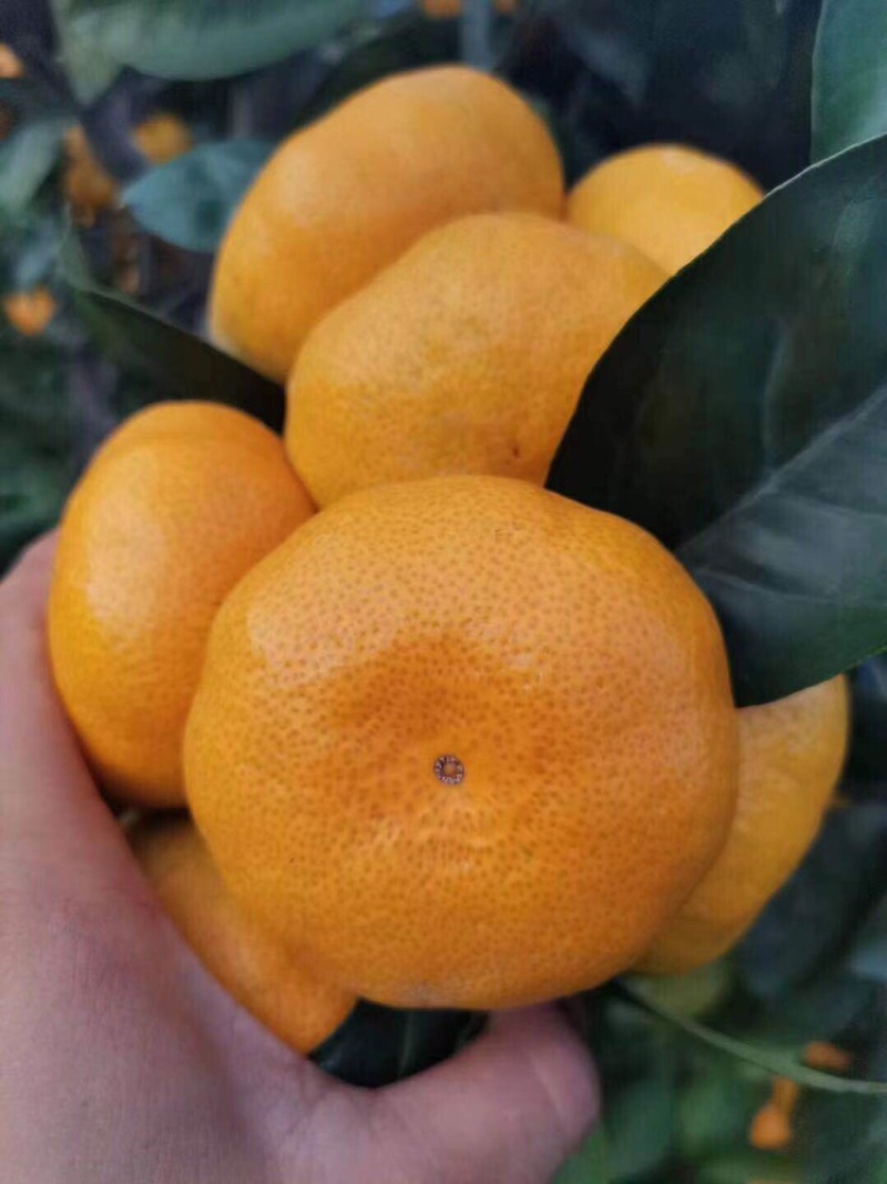 特早蜜橘火热销售中，皮薄味甜果园看货采摘，诚信经营。
