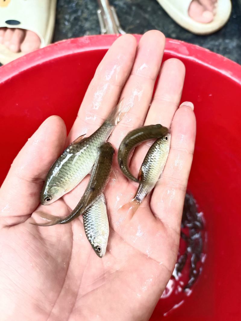 青竹鲤苗、青竹鲩鱼苗、军鱼苗，青竹鱼、常年供应，量大从优