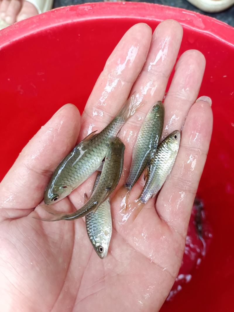 青竹鲤苗、青竹鲩鱼苗、军鱼苗，青竹鱼、常年供应，量大从优