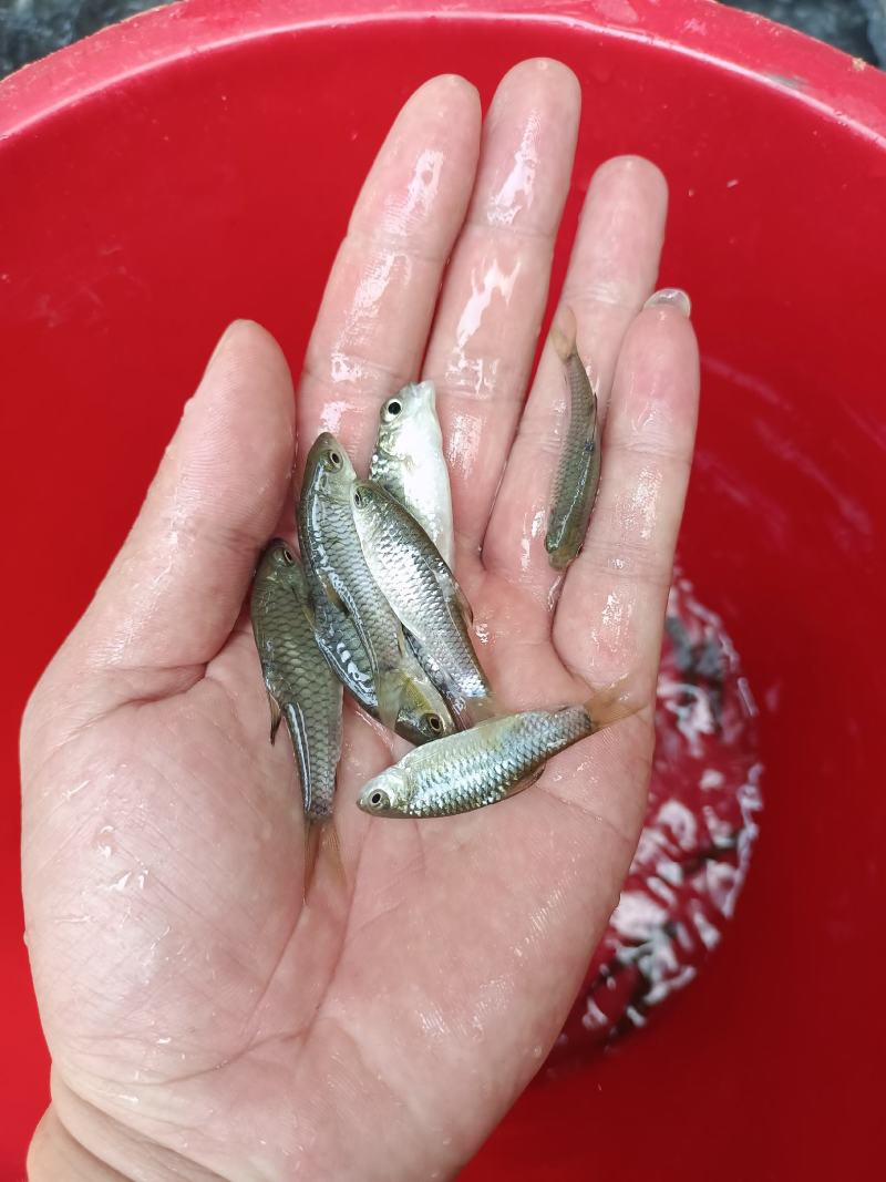 青竹鲤苗、青竹鲩鱼苗、军鱼苗，青竹鱼、常年供应，量大从优