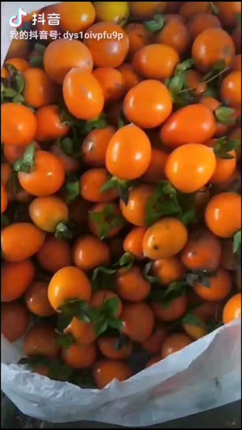 金弹子