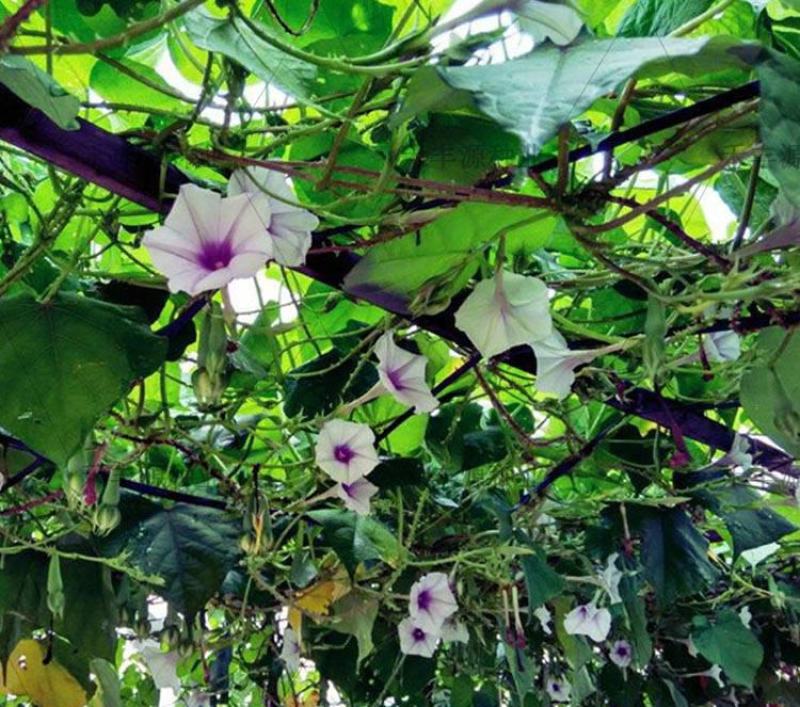 金丝指葫芦种子阳台盆栽花种籽庭院种植四季籽冬季种的花藤蔓