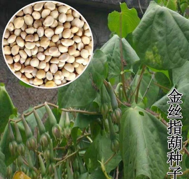 金丝指葫芦种子阳台盆栽花种籽庭院种植四季籽冬季种的花藤蔓