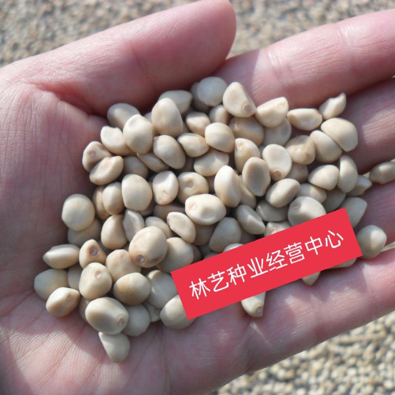 金丝指葫芦种子阳台盆栽花种籽庭院种植四季籽冬季种的花藤蔓