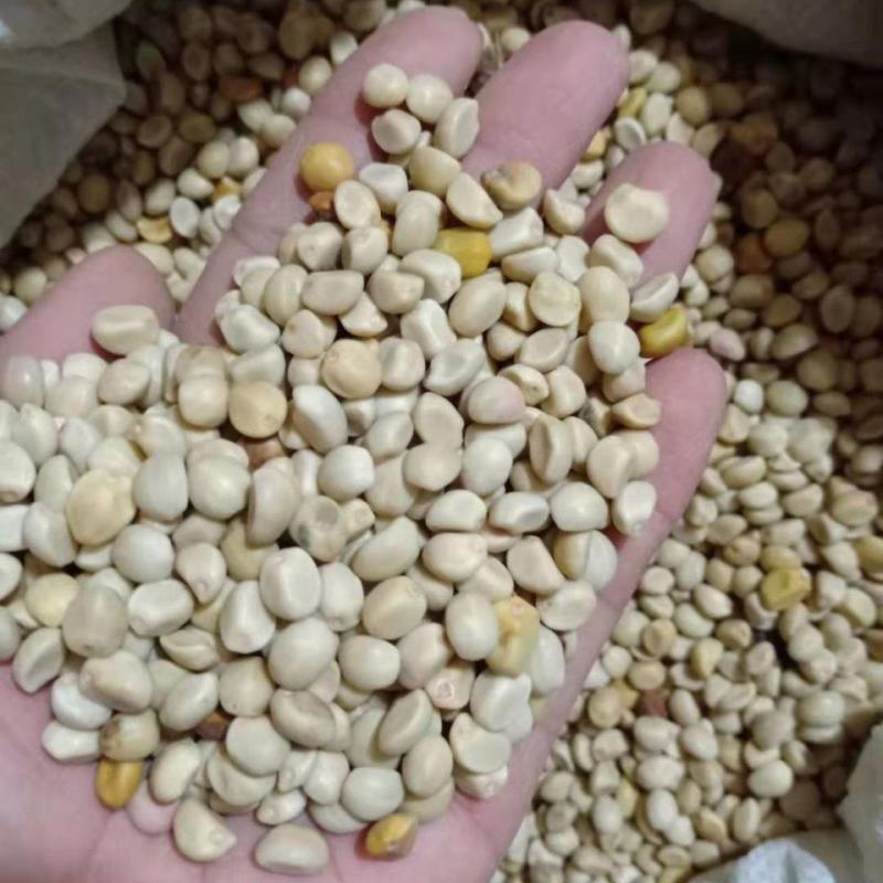 金丝指葫芦种子阳台盆栽花种籽庭院种植四季籽冬季种的花藤蔓