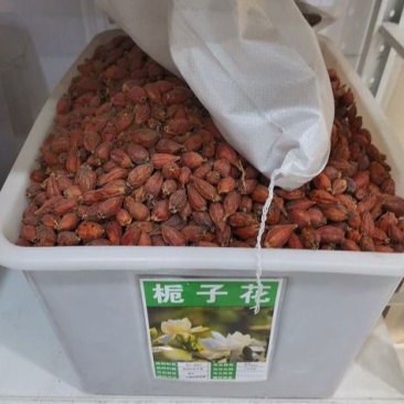 栀子花种子黄栀子山栀大叶栀子树种子盆景盆栽绿色植物