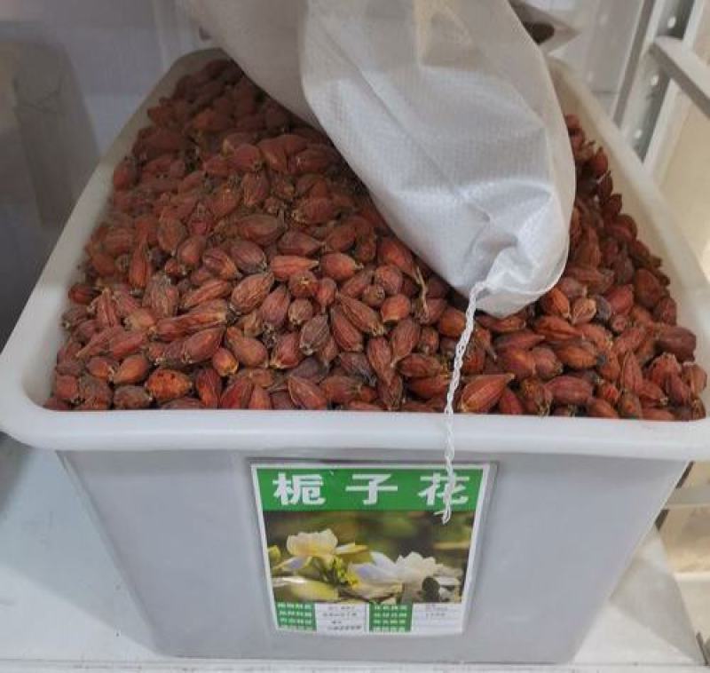 栀子花种子黄栀子山栀大叶栀子树种子盆景盆栽绿色植物