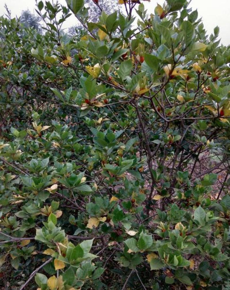 栀子花种子黄栀子山栀大叶栀子树种子盆景盆栽绿色植物