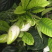 栀子花种子黄栀子山栀大叶栀子树种子盆景盆栽绿色植物