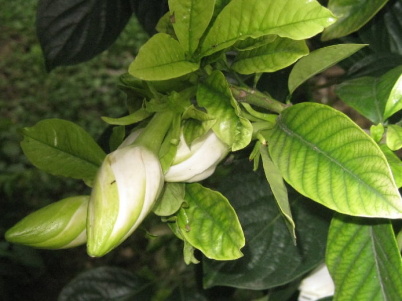 栀子花种子黄栀子山栀大叶栀子树种子盆景盆栽绿色植物