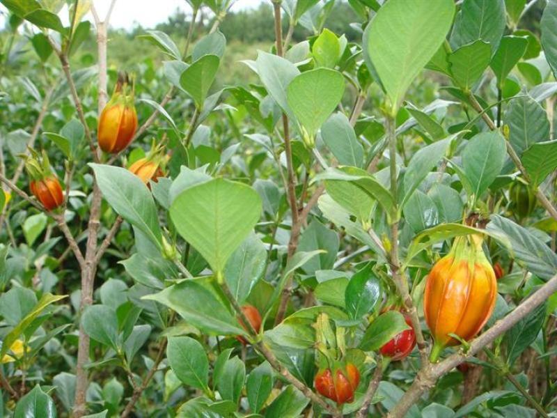 栀子花种子黄栀子山栀大叶栀子树种子盆景盆栽绿色植物