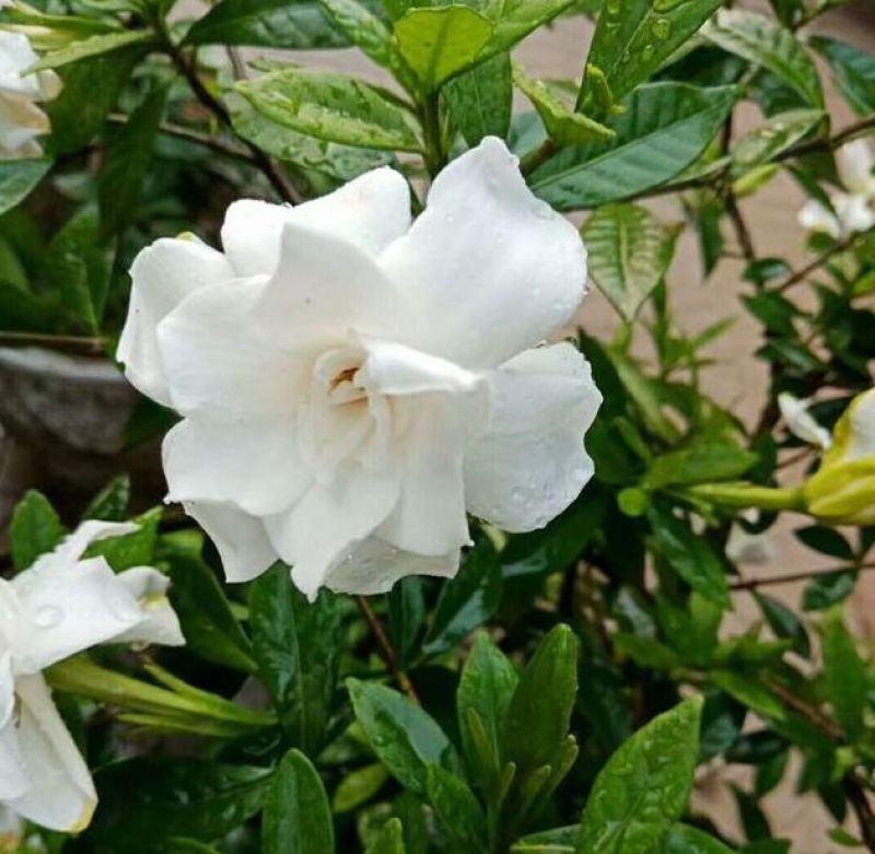 栀子花种子黄栀子山栀大叶栀子树种子盆景盆栽绿色植物