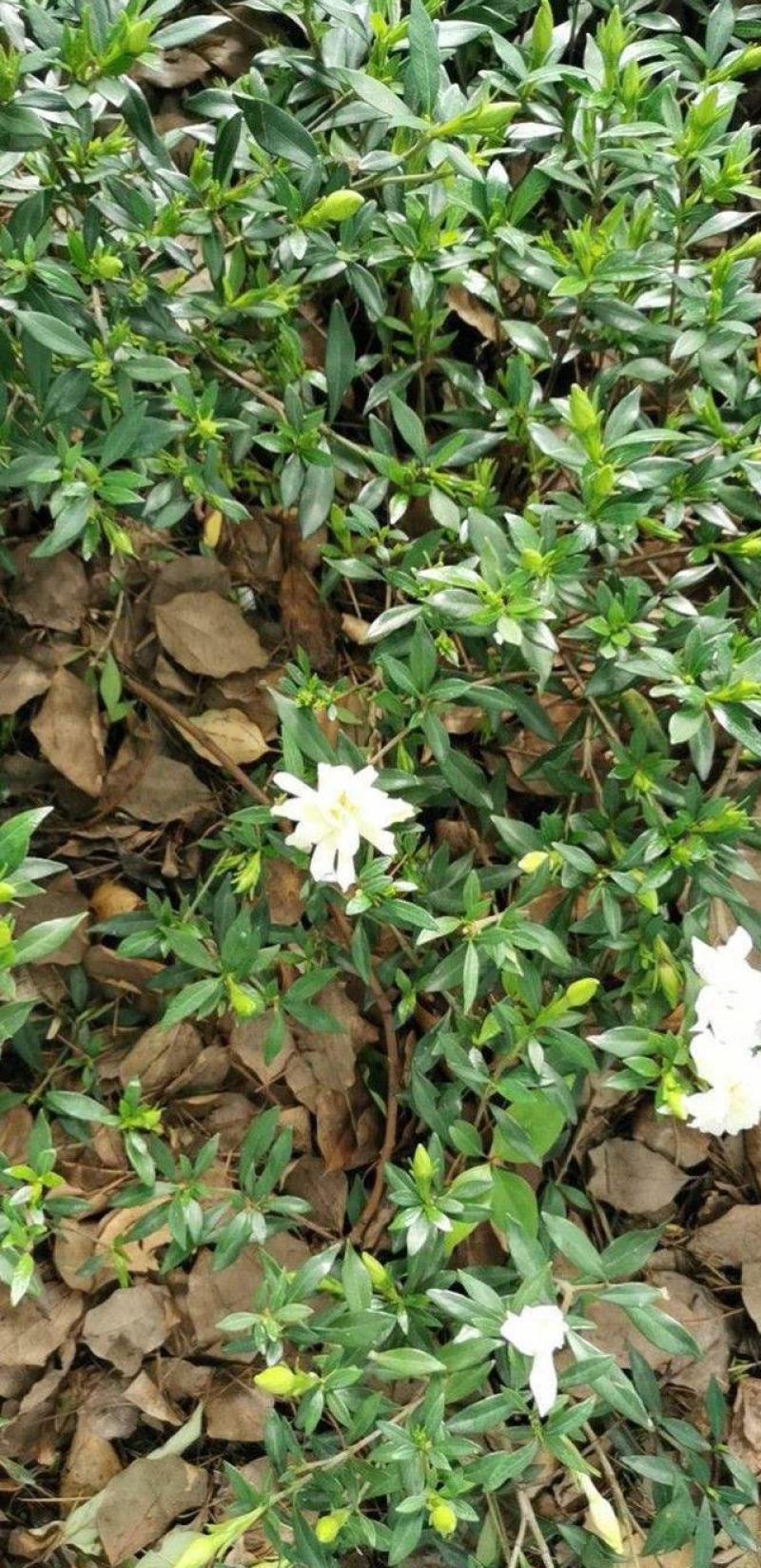 栀子花种子黄栀子山栀大叶栀子树种子盆景盆栽绿色植物