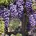 新采紫藤种子紫藤花种子日本多花紫藤种子紫藤萝种子观赏爬藤