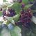 新采紫薇花种子美国红火箭紫薇种子红火球红花紫薇树种子